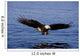 A Bald Eagle Swoops Wall Mural