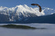 Bald Eagle Soars Above The Inside Passage Wall Mural