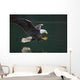 Bald Eagle Catching Fish Wall Mural