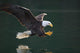 Bald Eagle Catching Fish Wall Mural