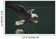 Bald Eagle Catching Fish Wall Mural