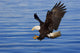 Bald Eagle Preparing To Grab Fish Out Of Water Wall Mural
