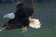 Close Up Of A Bald Eagle Catching A Fish Wall Mural