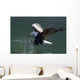 Close Up Of A Bald Eagle Catching A Fish Wall Mural