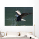 Close Up Of A Bald Eagle Catching A Fish Wall Mural