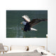 Close Up Of A Bald Eagle Catching A Fish Wall Mural