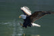 Close Up Of A Bald Eagle Catching A Fish Wall Mural
