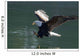 Close Up Of A Bald Eagle Catching A Fish Wall Mural