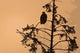 Silhouette Of A Bald Eagle Perched On A Tree At Sunset Wall Mural