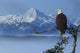 Bald Eagle Perched Wall Mural