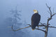 Bald Eagle Perched Wall Mural