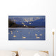Trumpeter & Tundra Swans Rest @ Marsh Lake Wall Mural