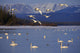 Trumpeter & Tundra Swans Rest @ Marsh Lake Wall Mural