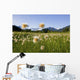 Alaska Cotton Grass Wall Mural