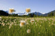 Alaska Cotton Grass Wall Mural