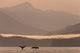 Humpback Whales Dive Showing Their Tails At Sunrise In Frederick Sound Wall Mural