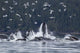Humpback Whales Bubble Net Feeding For Herring In Chatham Strait Wall Mural