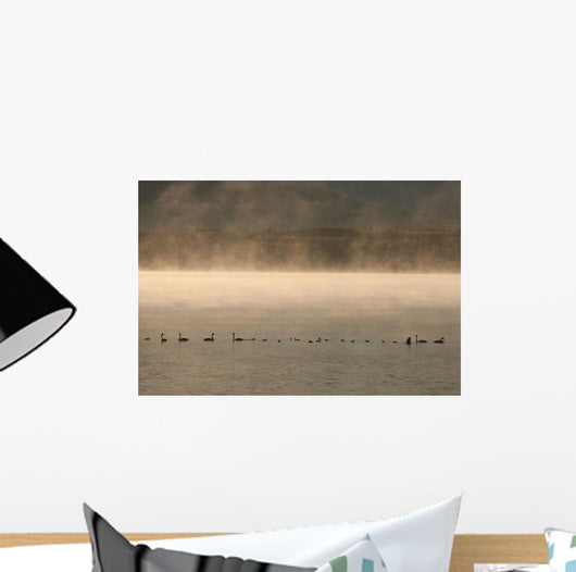 Trumpeter Swans Feed On A Misty Morning At Dezadesh Lake Wall Mural