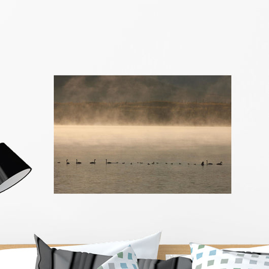 Trumpeter Swans Feed On A Misty Morning At Dezadesh Lake Wall Mural