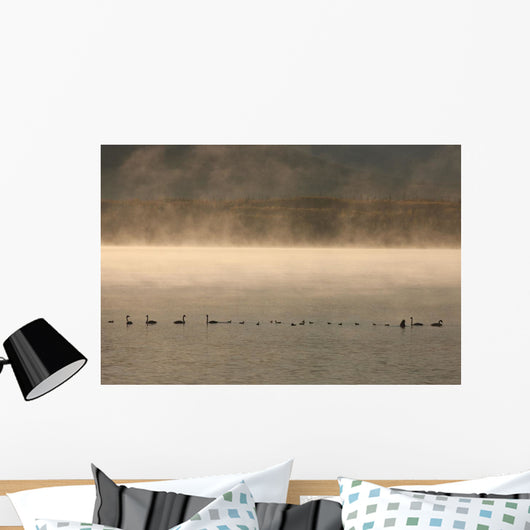 Trumpeter Swans Feed On A Misty Morning At Dezadesh Lake Wall Mural