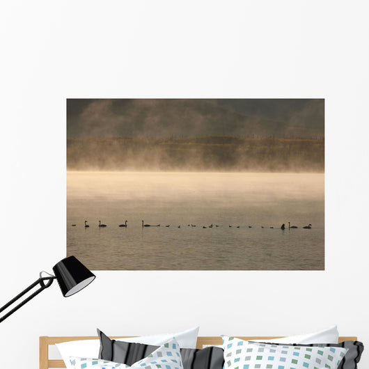 Trumpeter Swans Feed On A Misty Morning At Dezadesh Lake Wall Mural