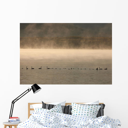 Trumpeter Swans Feed On A Misty Morning At Dezadesh Lake Wall Mural