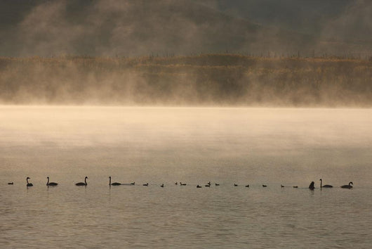 Trumpeter Swans Feed On A Misty Morning At Dezadesh Lake Wall Mural