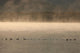 Trumpeter Swans Feed On A Misty Morning At Dezadesh Lake Wall Mural