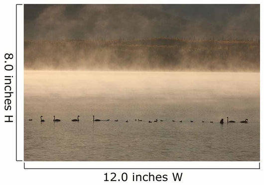 Trumpeter Swans Feed On A Misty Morning At Dezadesh Lake Wall Mural