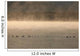 Trumpeter Swans Feed On A Misty Morning At Dezadesh Lake Wall Mural