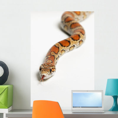 Corn Snake Spruce Grove Wall Decal shown on a wall