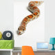 Corn Snake Spruce Grove Wall Decal