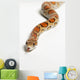 Corn Snake Spruce Grove Wall Decal