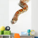 Corn Snake Spruce Grove Wall Decal