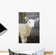 Close up of a baby lamb Wall Mural