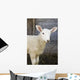Close up of a baby lamb Wall Mural
