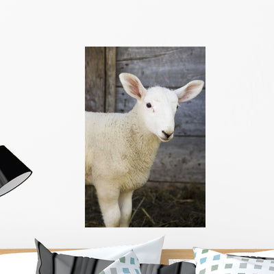 Up Baby Lamb Wall Mural shown on a wall