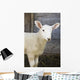 Close up of a baby lamb Wall Mural