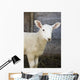 Close up of a baby lamb Wall Mural