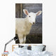 Close up of a baby lamb Wall Mural
