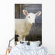 Close up of a baby lamb Wall Mural