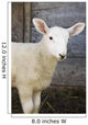 Close up of a baby lamb Wall Mural