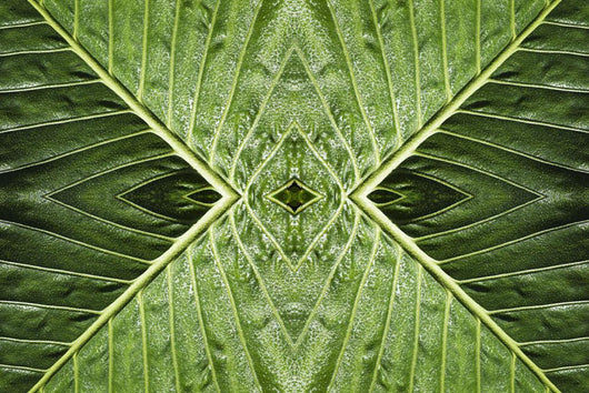 Close up of vein patterns in leaves;Gold coast queensland australia Wall Mural