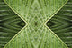 Close up of vein patterns in leaves;Gold coast queensland australia Wall Mural