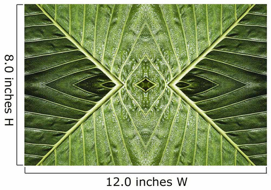 Close up of vein patterns in leaves;Gold coast queensland australia Wall Mural