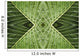 Close up of vein patterns in leaves;Gold coast queensland australia Wall Mural