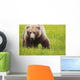 Brown bear up close Wall Mural