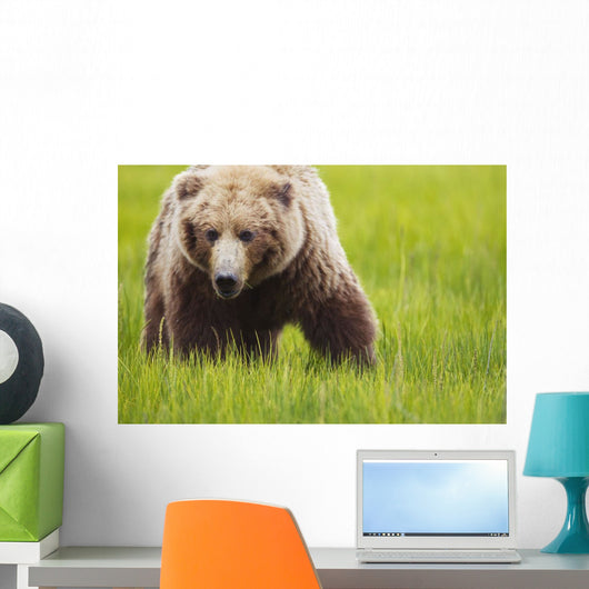 Brown bear up close Wall Mural