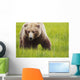 Brown bear up close Wall Mural