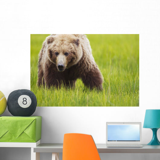 Brown bear up close Wall Mural